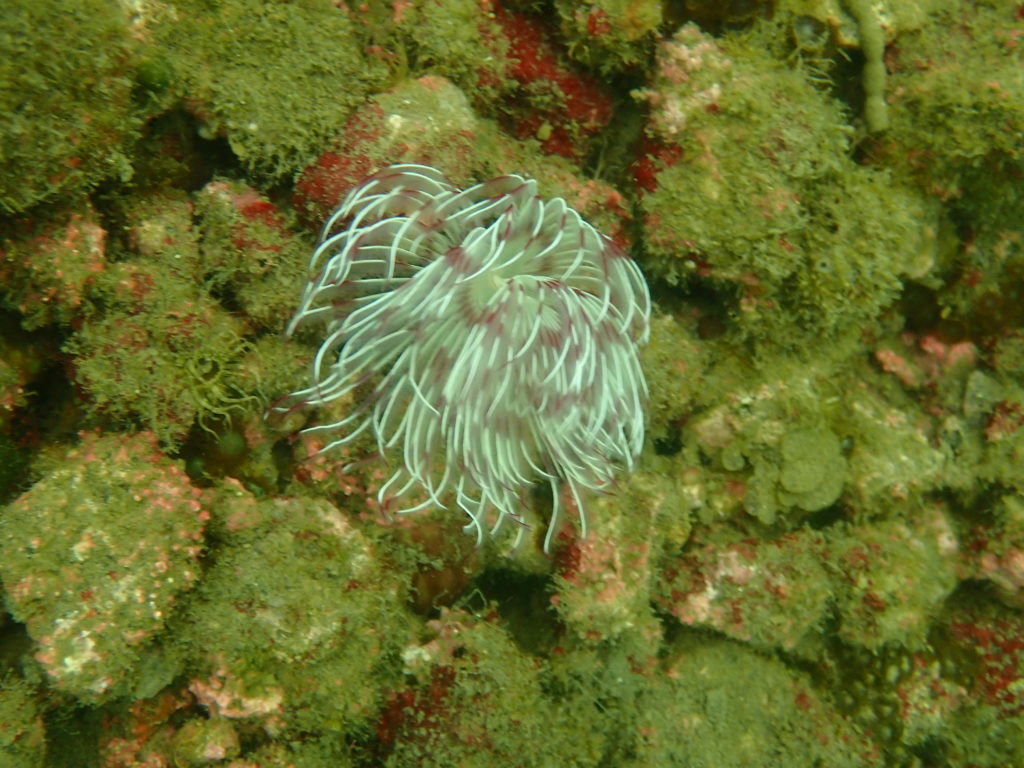 海の中の生き物